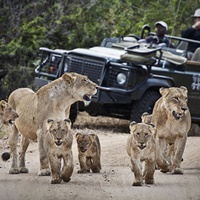 51 on Camps Bay safaris