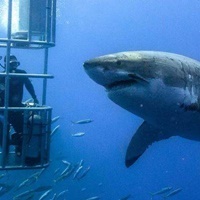 51 on Camps Bay shark diving