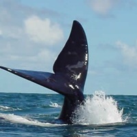 51 on Camps Bay whale watching